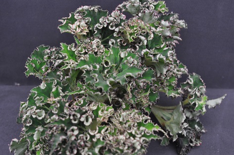B. ‘Cancun Seafoam’